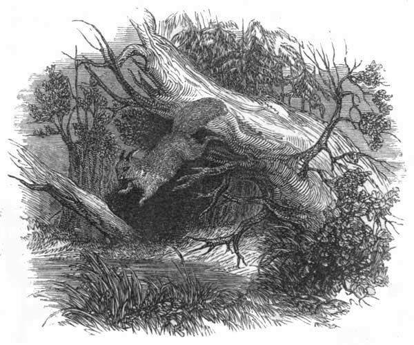 THE SQUIRREL