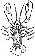 Fig. 338.
