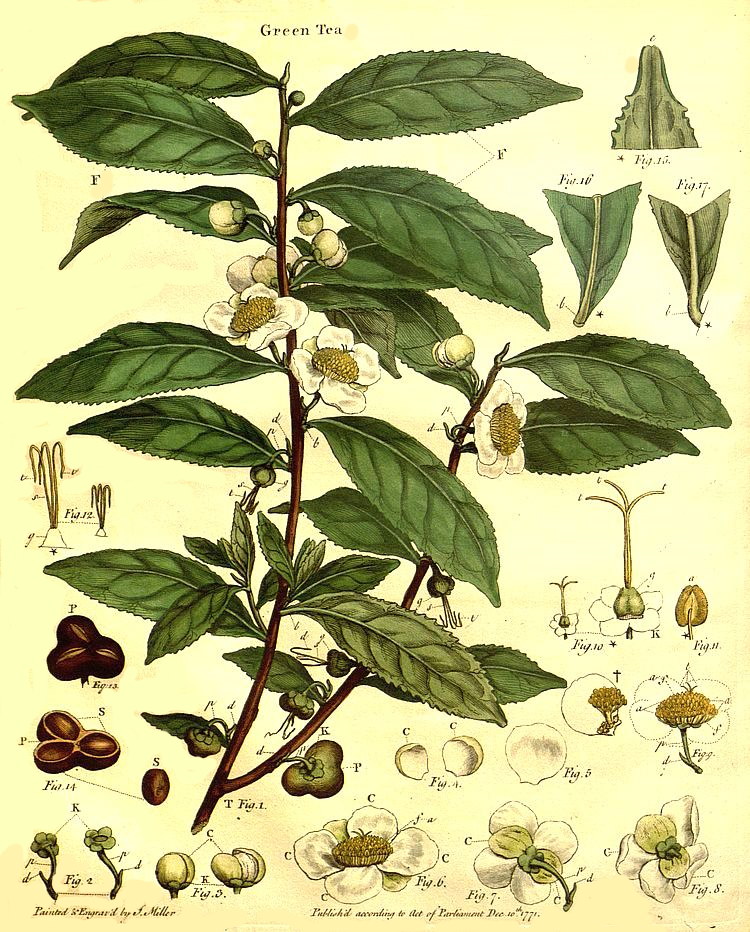 frontispiece